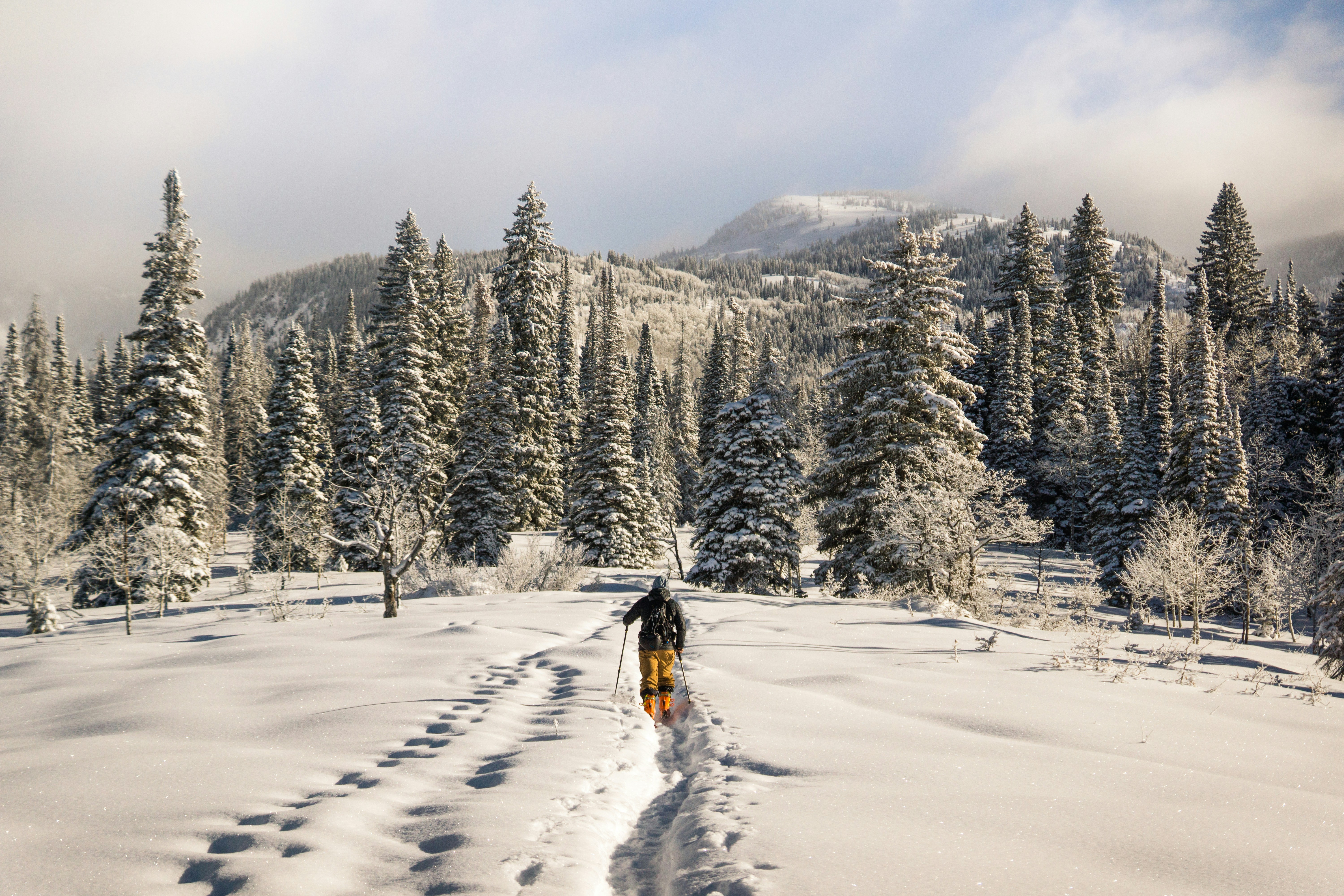 Snowy forest in Steamboat Springs